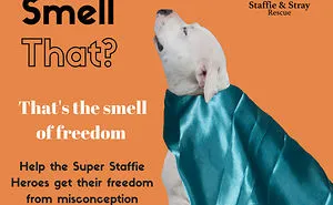 Super Staffie Heroes! Meet The Dogs Set Out To Make A Difference.