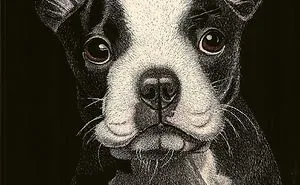 Nothing But Cuteness On A Face Like This! A 3 Months Old Boston Terrier Pup - An Original Scratch Board Art. - Www.luzimmscratchart.com