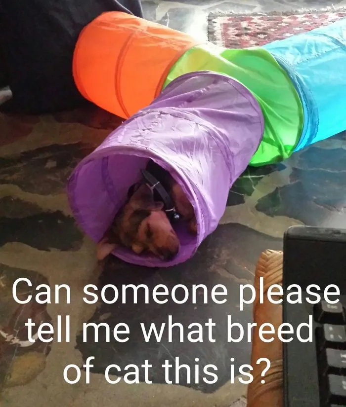 Anubis Certainly Is A Strange Breed Of Cat! But We Love Her Anyway.
