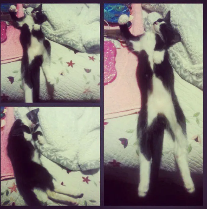 Mr. Benji's Favorite Sleeping Position.