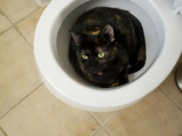 My Cat Charlotte The Harlot Is A Weirdo, Even For A Tortie!