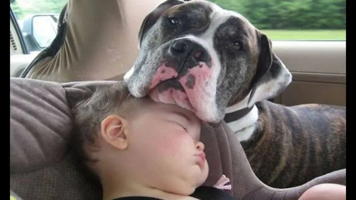 10+ Reasons - How Much Can Dogs Love?