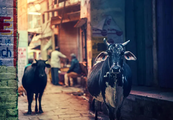 I Traveled To World's One Of The Oldest City To Photograph Its People And Spiritual Atmosphere