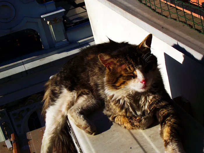 Istanbul Cat
