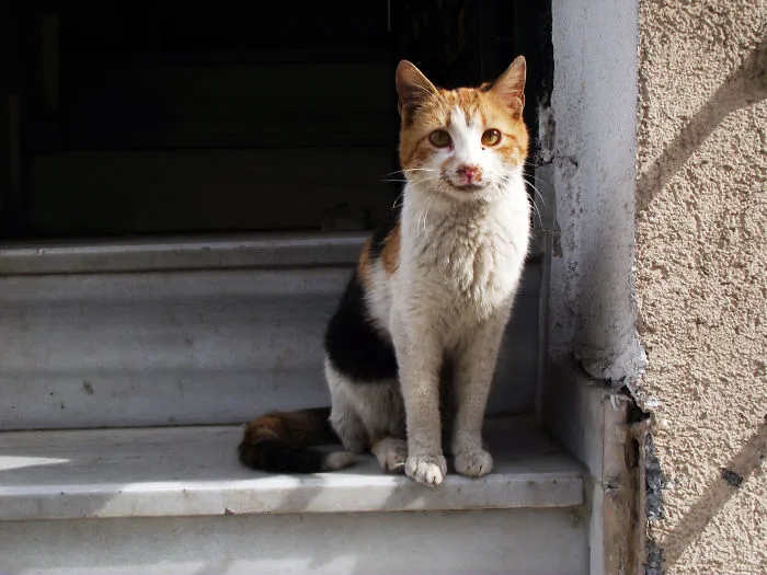 Istanbul Cat 2