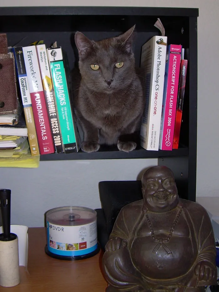 My Beloved Max, The Bookcase Buddha.