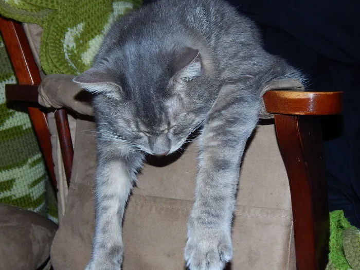Came Home To My Cat Sleeping Like This