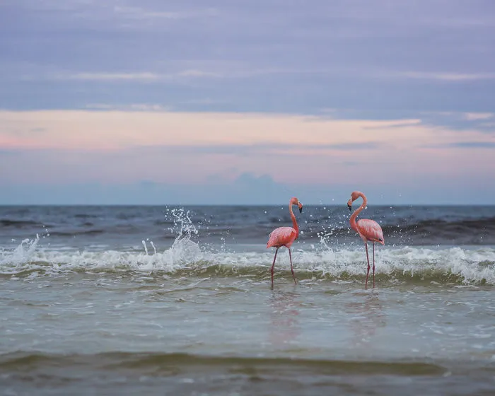 Rare Flamingos Spotted In Northwest Florida