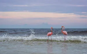 Rare Flamingos Spotted In Northwest Florida