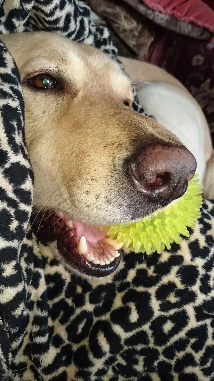 My Dog Never Lets Go Of His Ball! Even In His Sleep