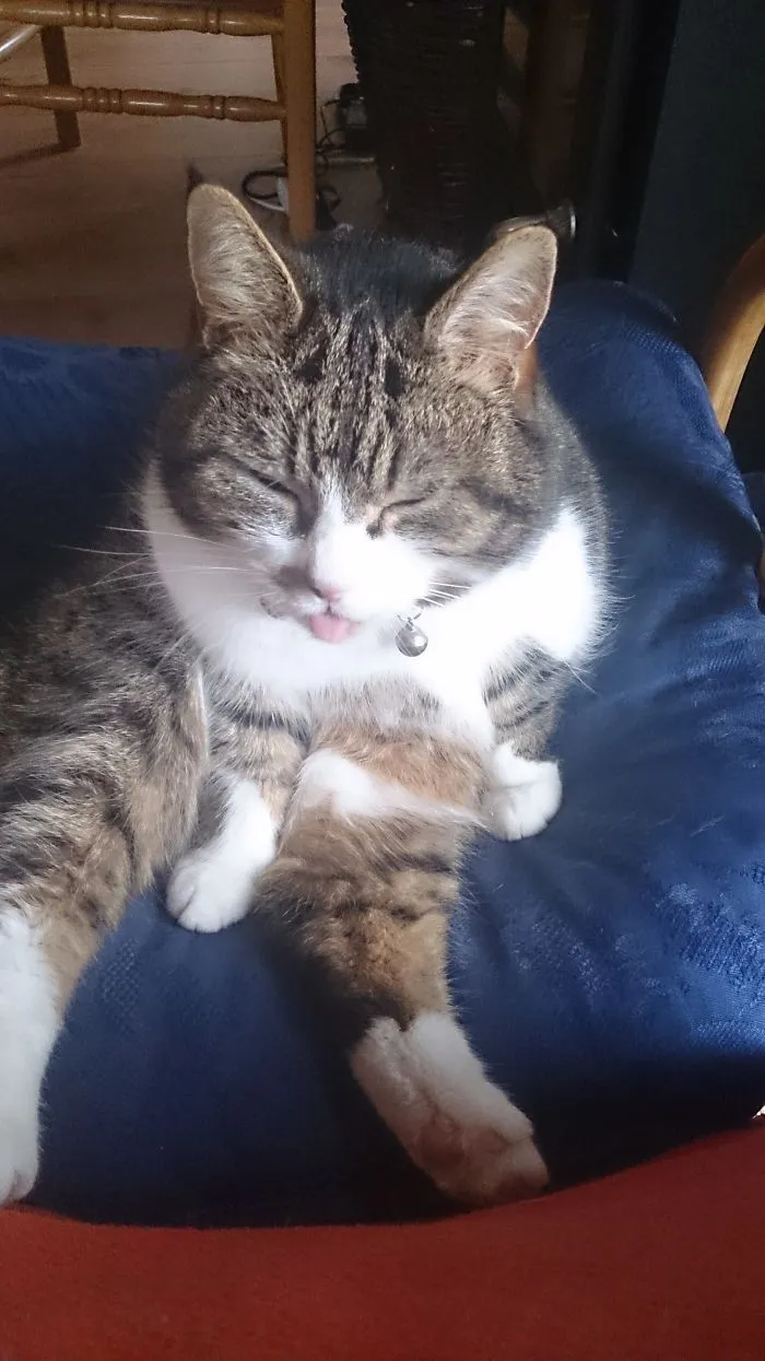 Derpy Sit Face