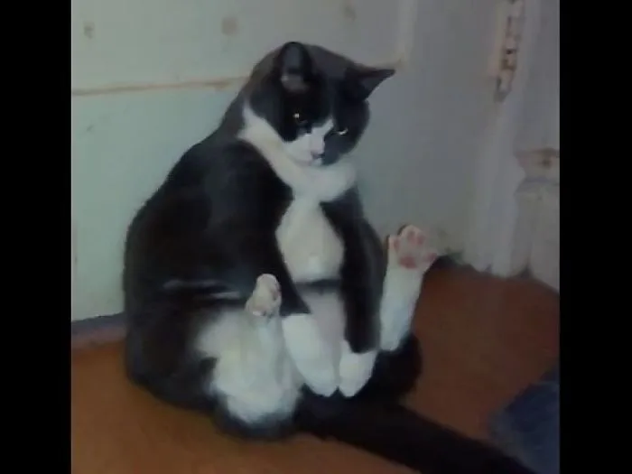Whats This Cat Doing?