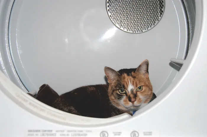 Daisy Loves The Dryer