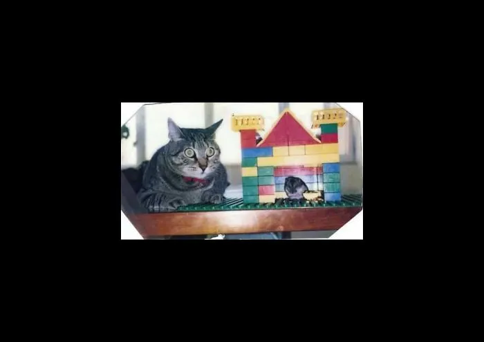 I Bet My My Old Friend Docas Thought He Was Tripping With Siberian Hamsters.