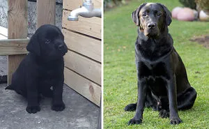 Share Then And Now Pictures Of Your Dog Growing Up
