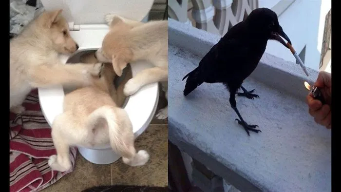 10+ Things Who Prove That Jerks Are Real