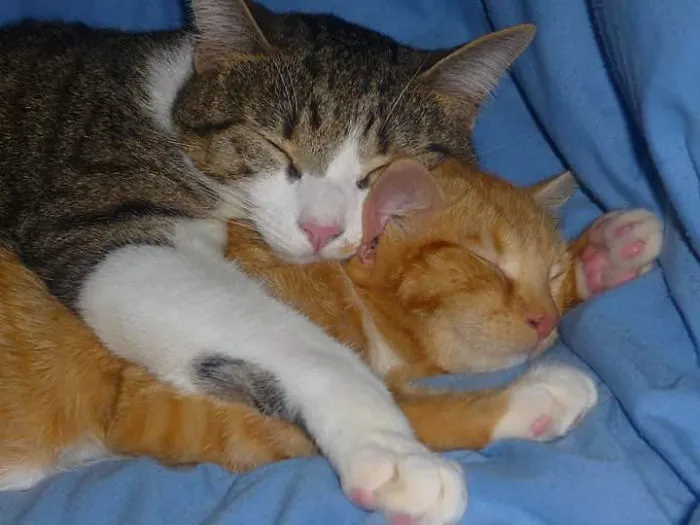 Best Buds