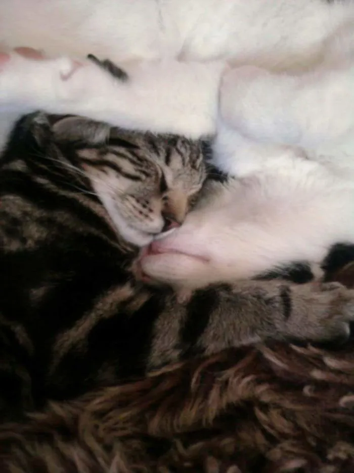 Orpheus And Loki Mcpussington When They Still Loved Each Other.