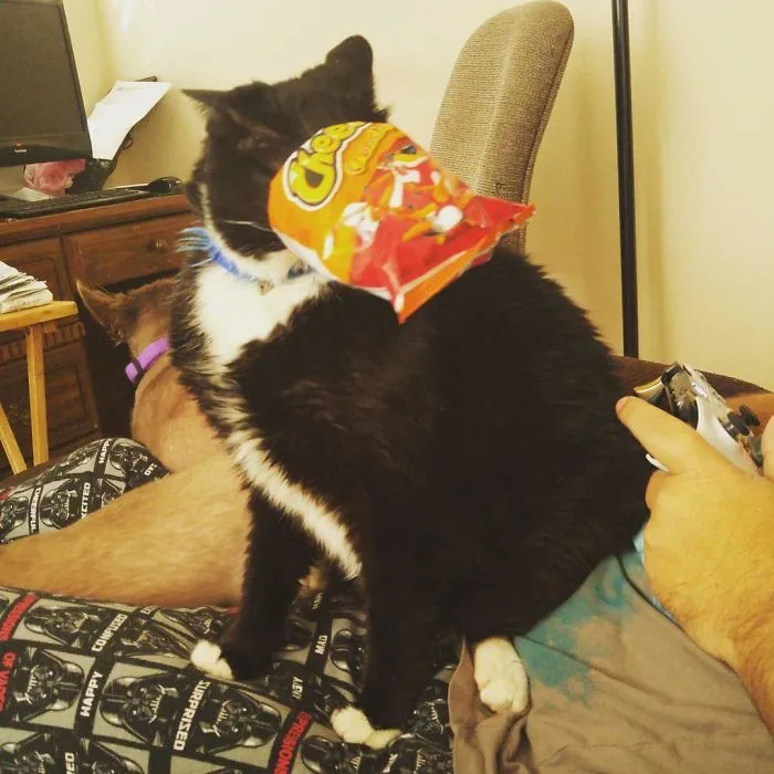 Al, My Little Bubba Kitty, Trying To Inhale Cheeto Dust.