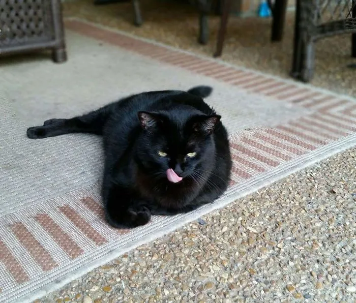 My Cat Was Watching Me Eat.
