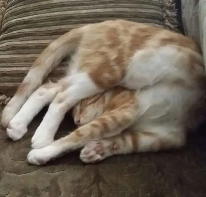 Yoga Cat