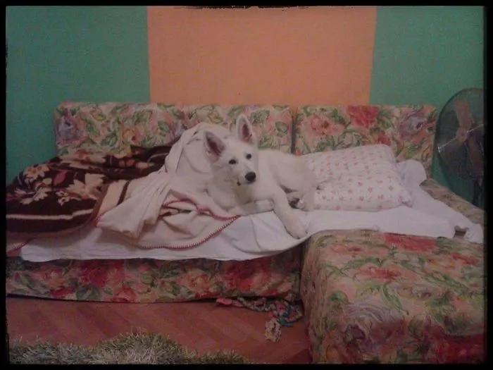 When He Was A Puppy, My Sister Had A Sleepover At Our Place And This Is What She Came Back To When She Returned From The Toilet