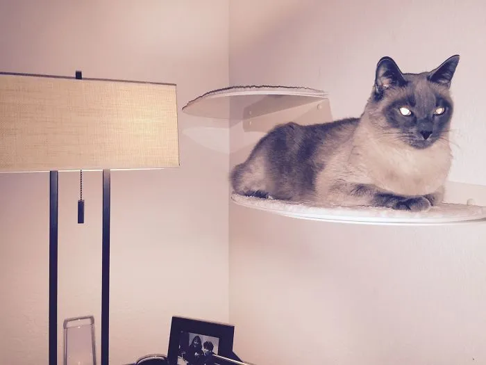Shelf Cat!
