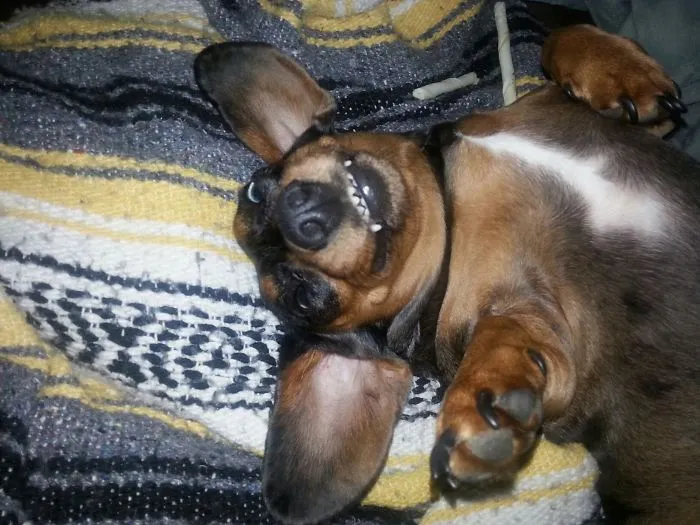 Goofy Dottie