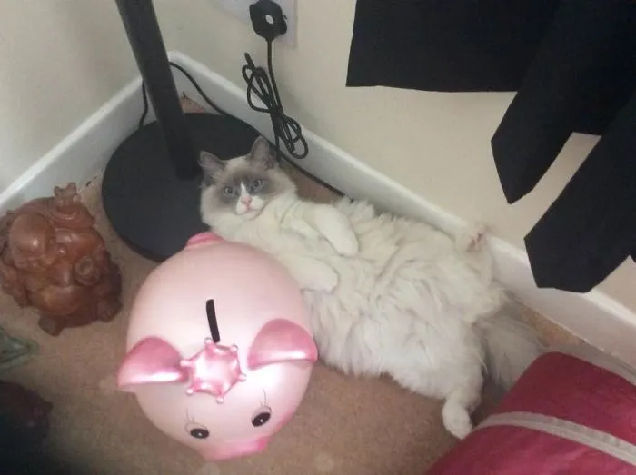 Which One Is The Pig!!!!