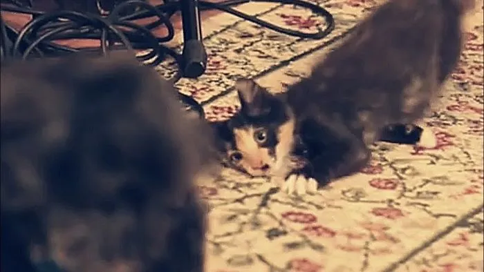 Stealthy Ninja Kitten