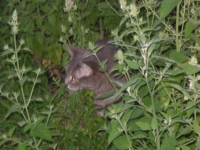 Mr. Fogg Is So High In His Catnip Garden That The Photo Blurred.