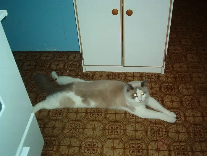 Frankie Lays Like This Often.