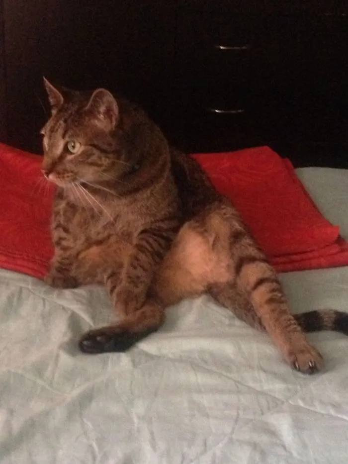 My Sister's Cat... Sits As Always!