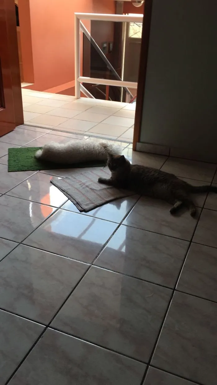 She Likes To Disturbe My Mom's Dog. The Dog Hate Her.