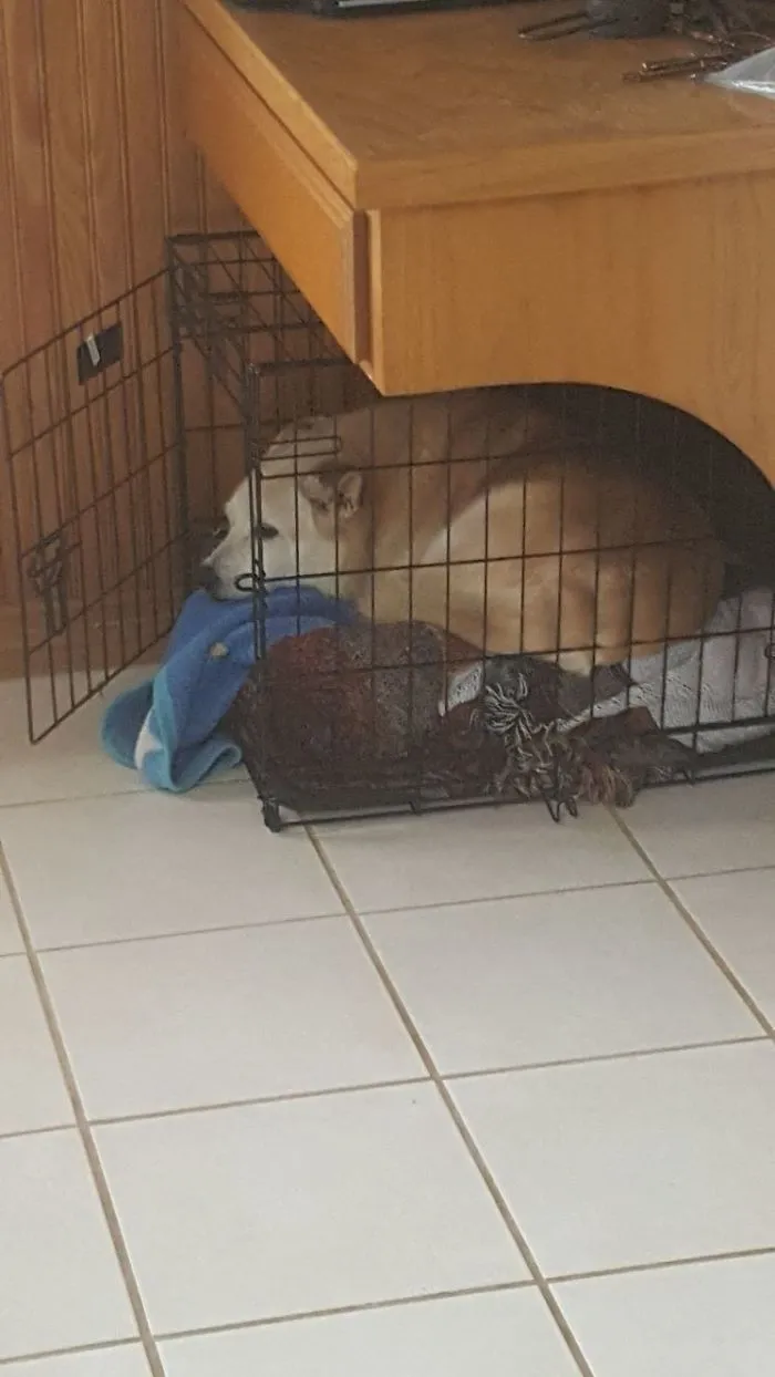 Jessie Is Jealous Of Bears Cage, So He Squeezed Inside.