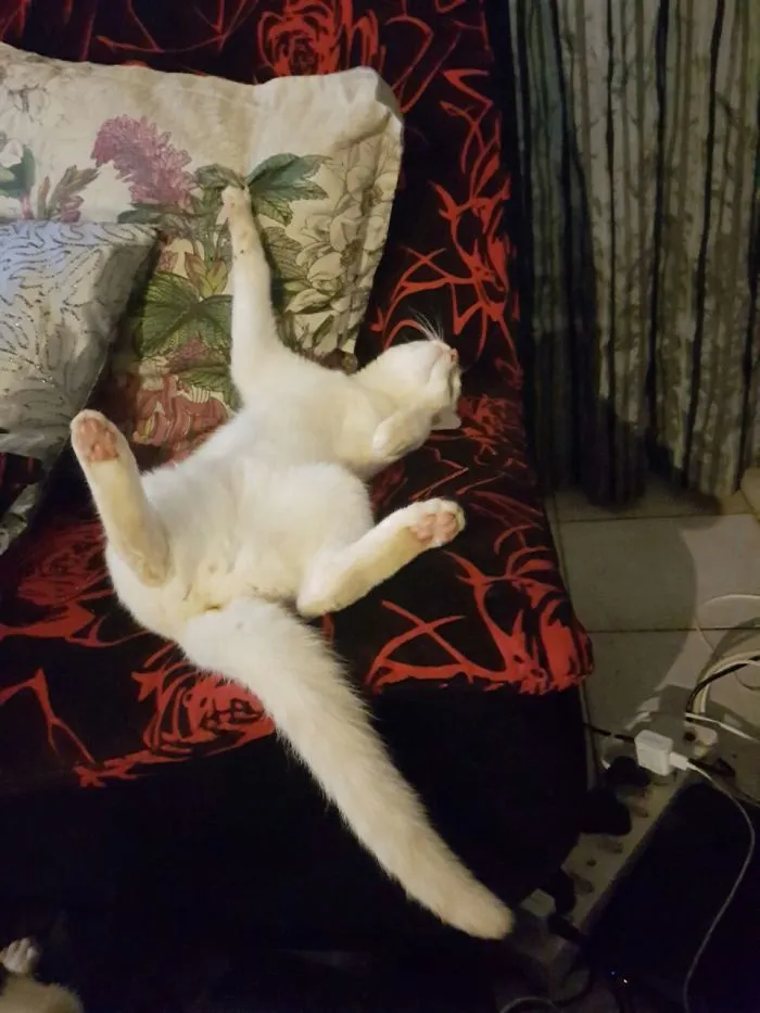 He Can Hold That Sleeping Pose For A Long , Long Time.