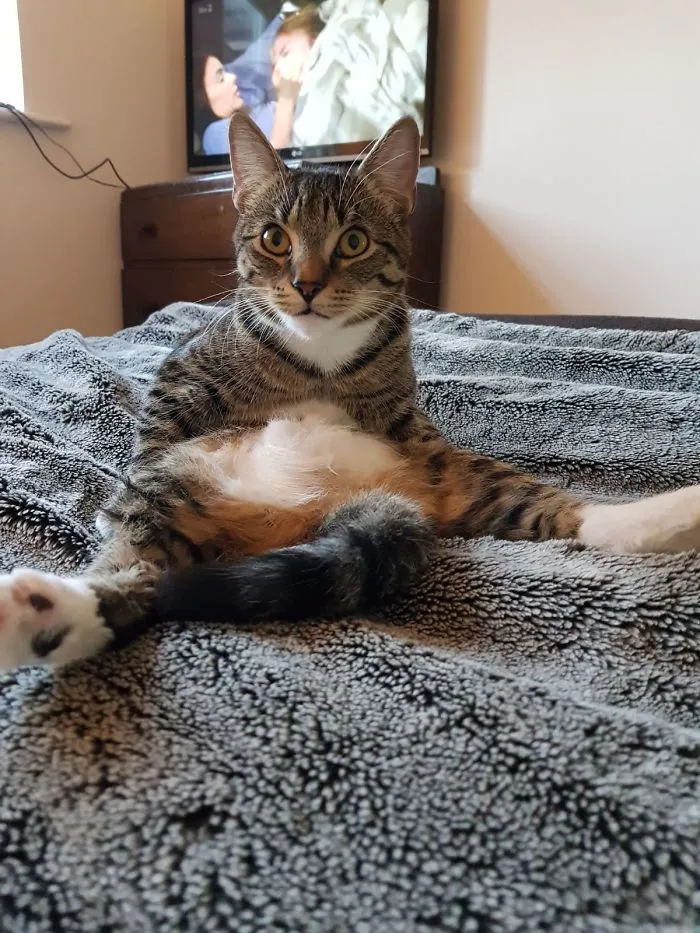 Our Kitten Nala's First Go On Catnip! Sits Like This!!