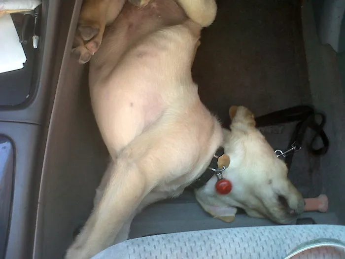 Some Dogs Come With A Rotating Mid-section.