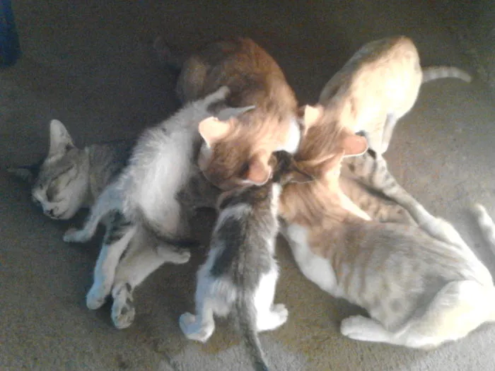 She Breast-feeded Not Only Her Own Kittens (a Strong Mama Cat)