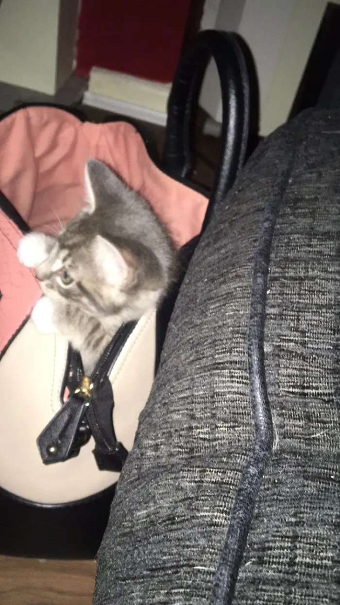 Caught Stealing From Mamas Handbag