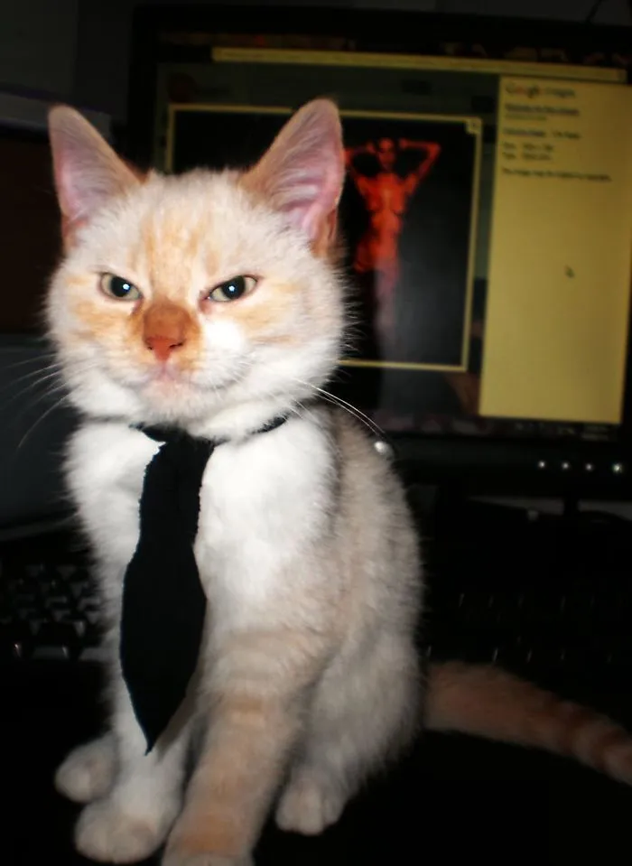 Mr. Snibbles After A Long Day At The Office