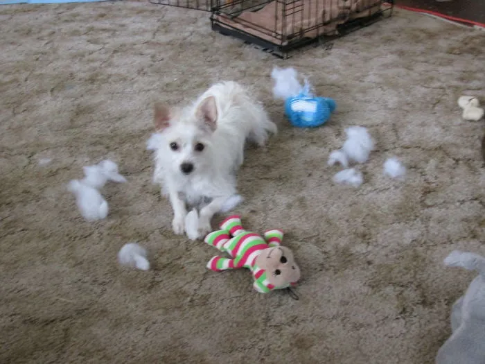 What Blue Toy?
