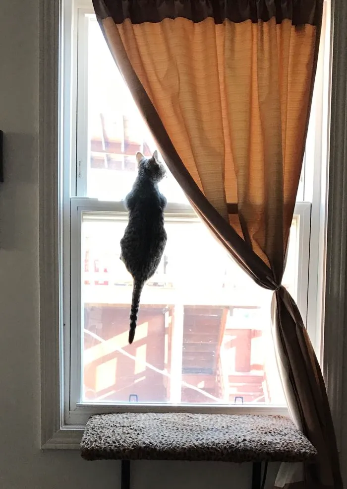 Who Needs A Window Seat, When You Can Just Hang Out On The Actual Window?