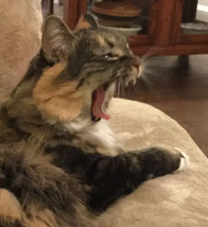 Trying For A Pretty Shot And Got The Biggest Yawn Ever.