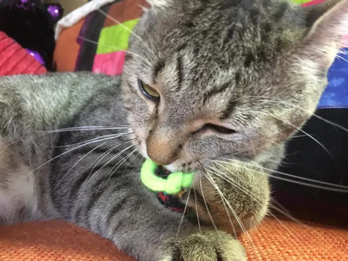 Oscar, My Rescue Cat Playing With His Favourite Mouse Toy.