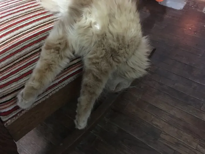 I'm Just Too Tired To Cat Anymore...