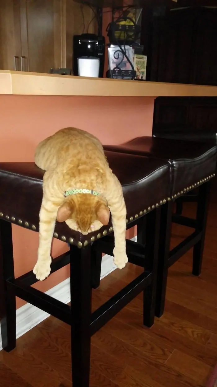 This Is How Bubba Prefers To Nap...