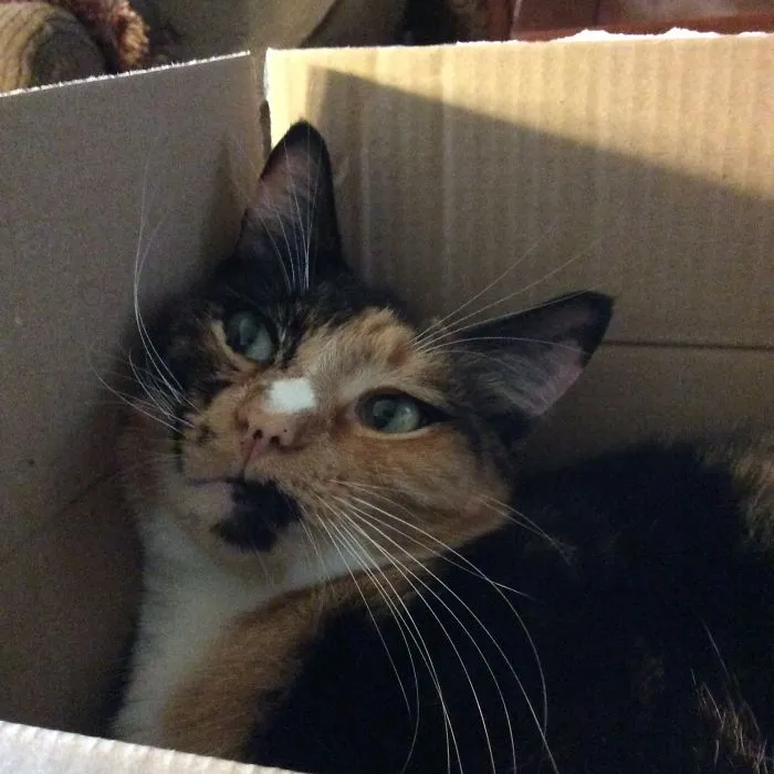 Meet Spyro.  She Has A Thing For Boxs.  Big Or Small,she Likes Them All.