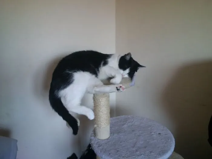 If I Fits, I Sleeps