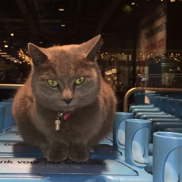 This Cat Likes To Spend His Days In The Supermarket